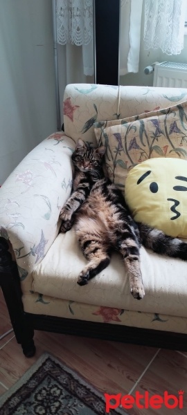 Tekir Kedi, Kedi  Romeo fotoğrafı