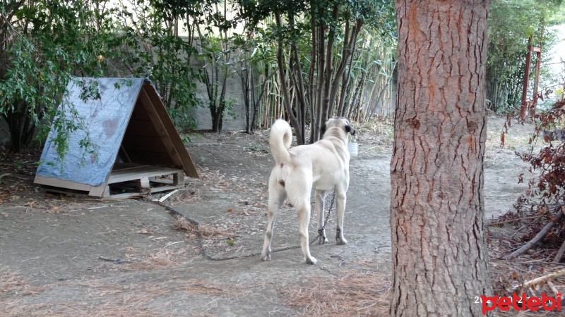Kangal, Köpek  Polen fotoğrafı