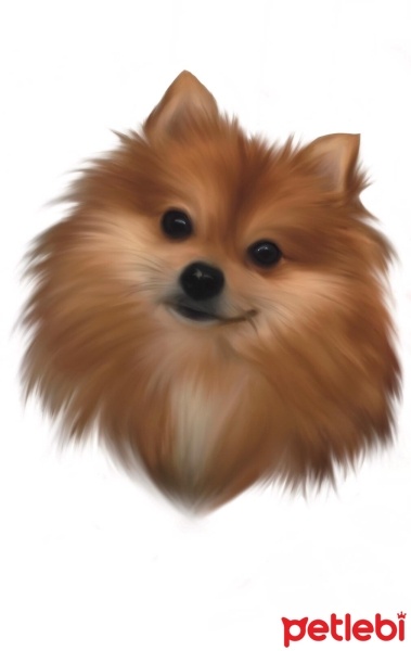 Pomeranyalı, Köpek  Bambi fotoğrafı