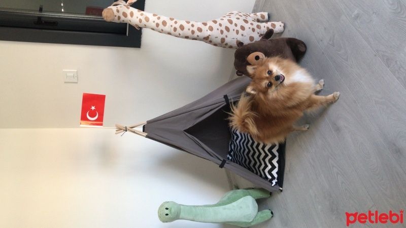 Pomeranyalı, Köpek  Bambi fotoğrafı