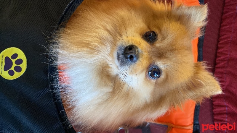 Pomeranyalı, Köpek  Bambi fotoğrafı