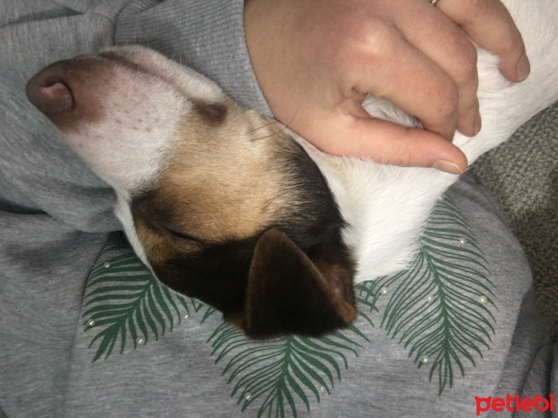 Jack Russell Terrier, Köpek  Marşıl fotoğrafı