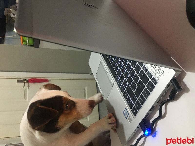 Jack Russell Terrier, Köpek  Marşıl fotoğrafı