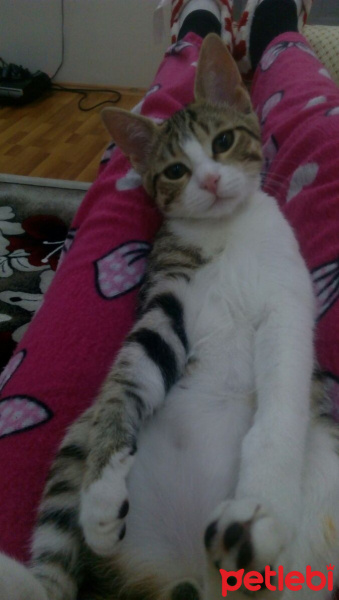 Tekir Kedi, Kedi  Fıstık fotoğrafı
