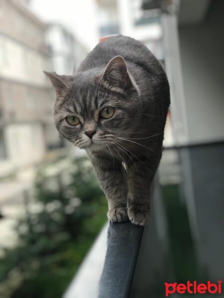 British Shorthair, Kedi  Mia fotoğrafı