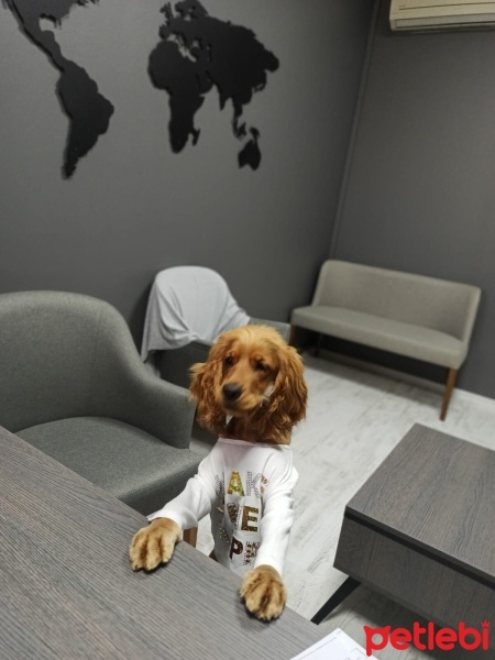 İngiliz Cocker Spaniel, Köpek  HERA fotoğrafı