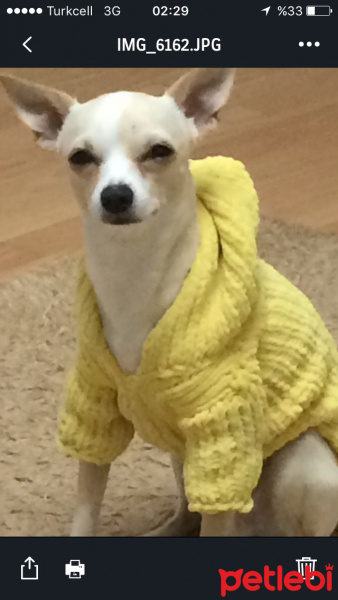 Chihuahua, Köpek  Monşer fotoğrafı