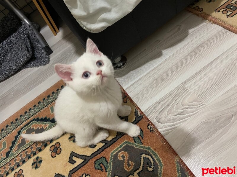 British Shorthair, Kedi  Rona fotoğrafı