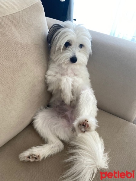 Maltese, Köpek  Sofie fotoğrafı