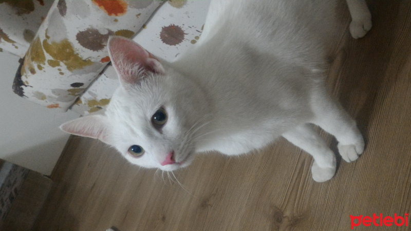 Van Kedisi, Kedi  köpük fotoğrafı
