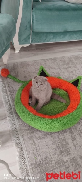 Scottish Fold, Kedi  PONÇİK fotoğrafı