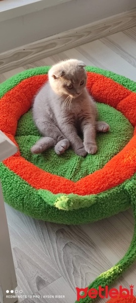 Scottish Fold, Kedi  PONÇİK fotoğrafı