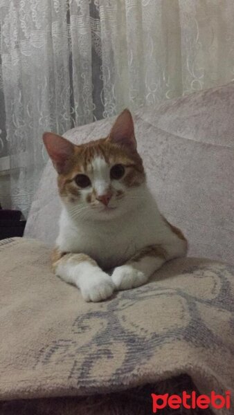 Tekir Kedi, Kedi  ŞAKİR fotoğrafı