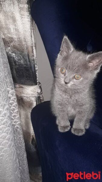 British Shorthair, Kedi  Pafi fotoğrafı