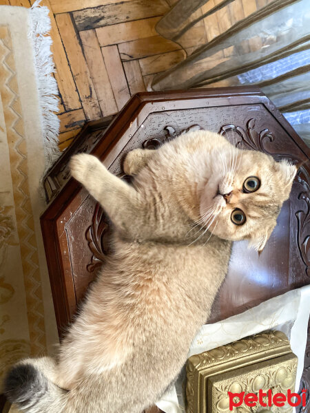 Scottish Fold, Kedi  Mila fotoğrafı