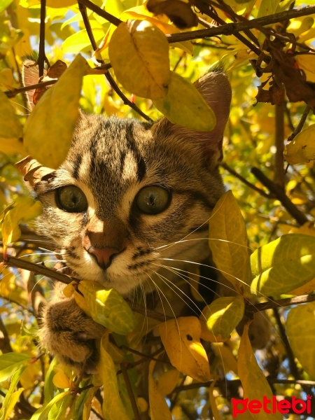 Tekir Kedi, Kedi  Zilli fotoğrafı