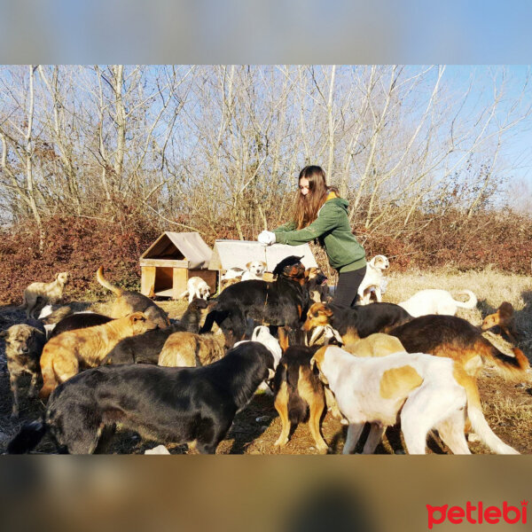 Sokö (Sokak Köpeği), Köpek  Sokak canları fotoğrafı