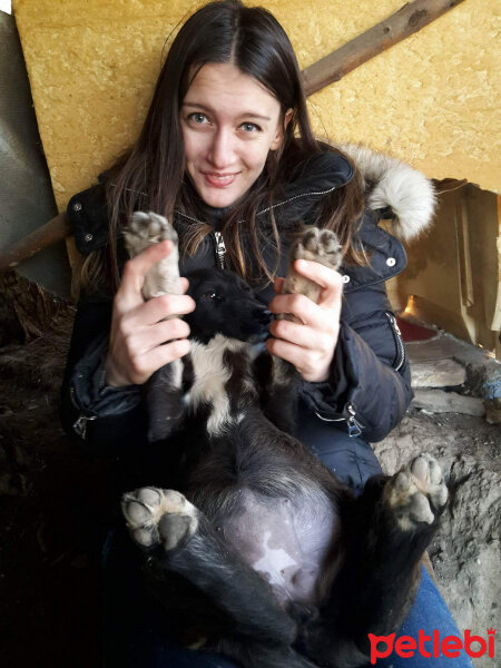 Sokö (Sokak Köpeği), Köpek  Sokak canları fotoğrafı