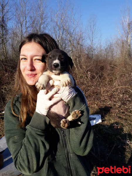 Sokö (Sokak Köpeği), Köpek  Sokak canları fotoğrafı