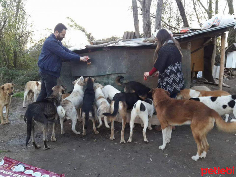 Sokö (Sokak Köpeği), Köpek  Sokak canları fotoğrafı