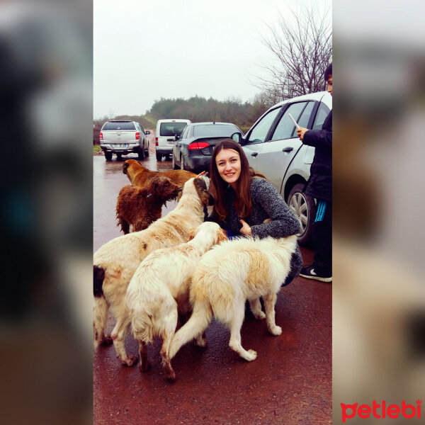 Sokö (Sokak Köpeği), Köpek  Sokak canları fotoğrafı