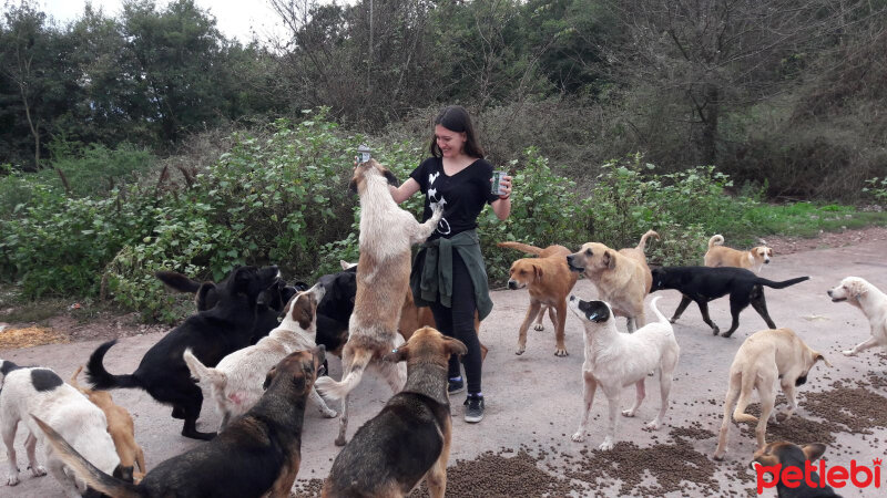 Sokö (Sokak Köpeği), Köpek  Sokak canları fotoğrafı