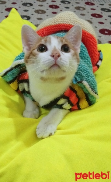 Sarman, Kedi  Şanslı fotoğrafı
