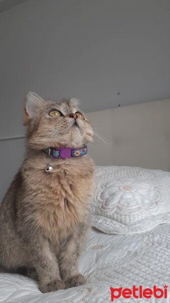 British Shorthair, Kedi  Miya fotoğrafı