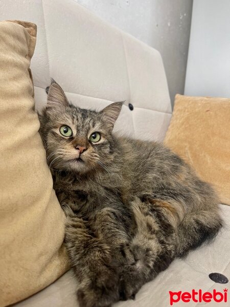 Norwegian Forest, Kedi  Glory fotoğrafı