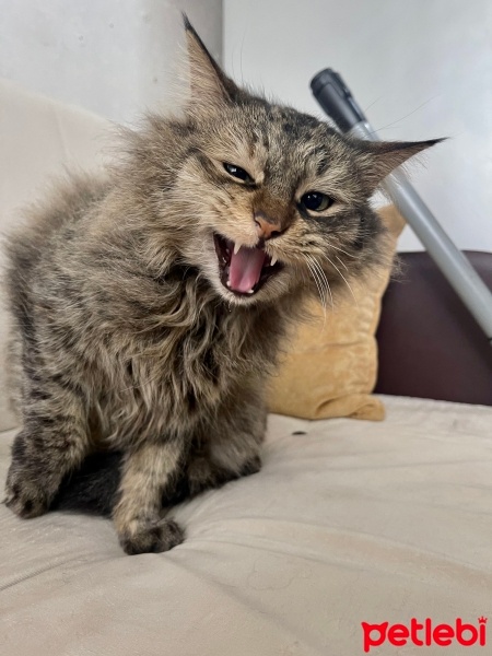 Norwegian Forest, Kedi  Glory fotoğrafı