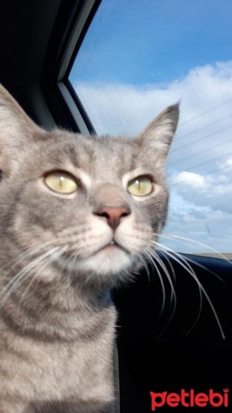 Tekir Kedi, Kedi  Bal fotoğrafı