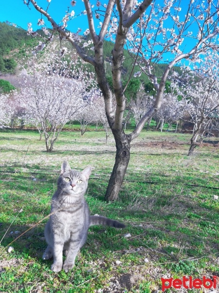 Tekir Kedi, Kedi  Bal fotoğrafı