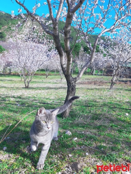 Tekir Kedi, Kedi  Bal fotoğrafı