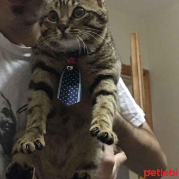 Tekir Kedi, Kedi  Şakir fotoğrafı