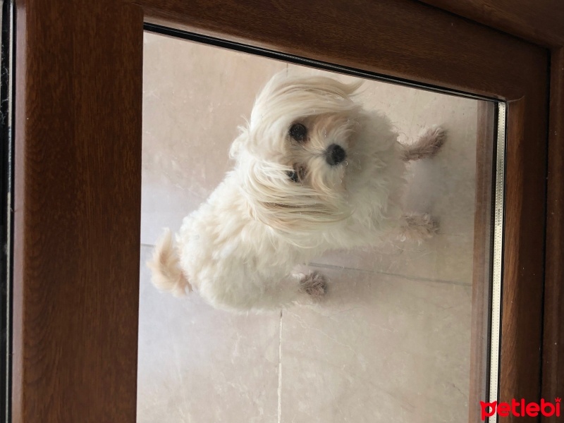 Maltese, Köpek  Reçel fotoğrafı