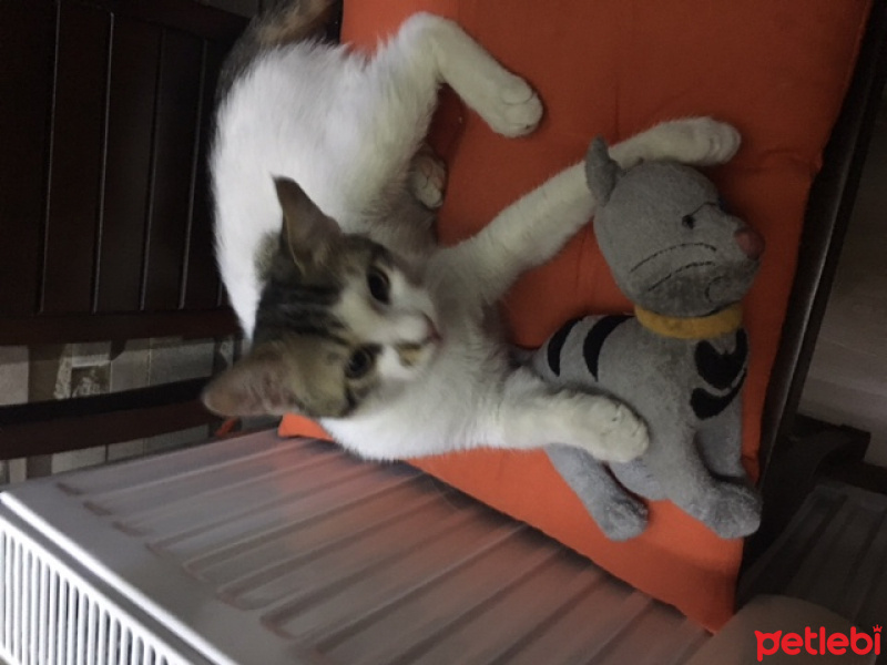 Tekir Kedi, Kedi  pati fotoğrafı