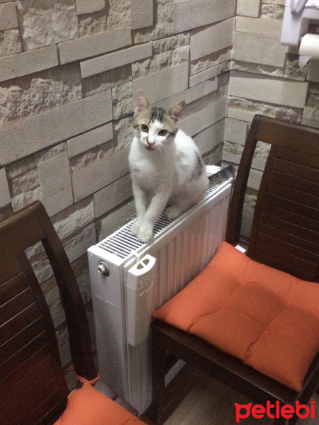 Tekir Kedi, Kedi  pati fotoğrafı