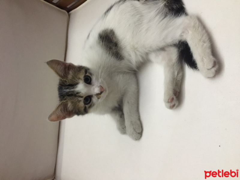 Tekir Kedi, Kedi  pati fotoğrafı