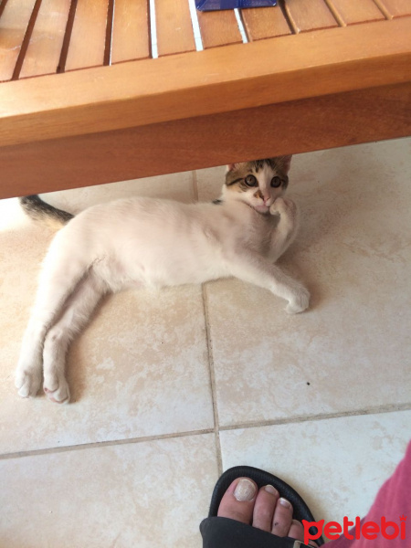Tekir Kedi, Kedi  pati fotoğrafı