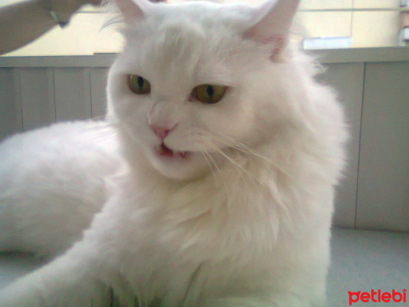 Van Kedisi, Kedi  Köpük fotoğrafı