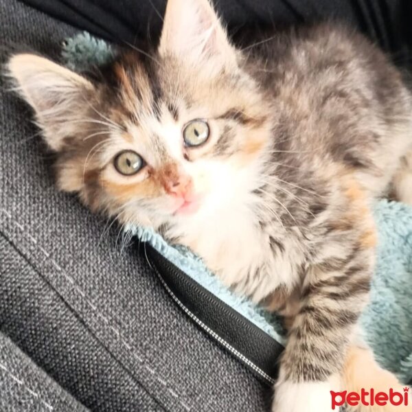 Norwegian Forest, Kedi  Luna fotoğrafı