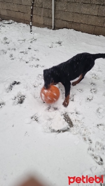 Rottweiler, Köpek  Escobar fotoğrafı