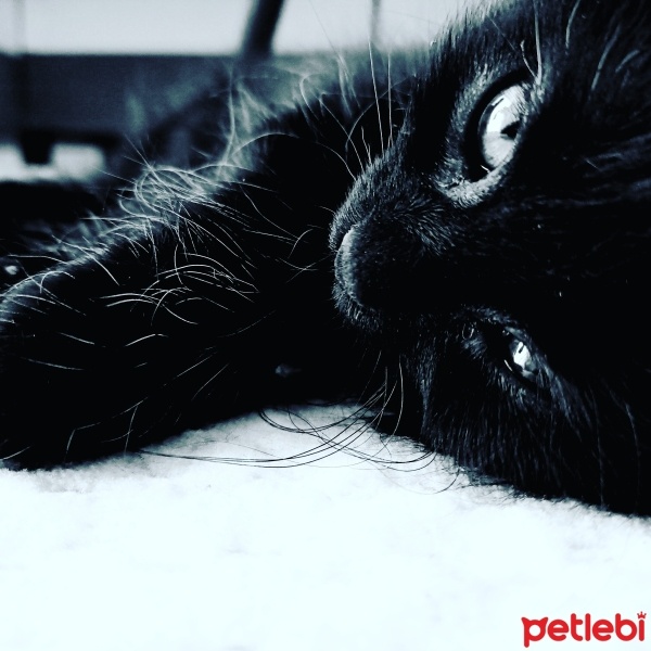 Norwegian Forest, Kedi  Zeytin fotoğrafı