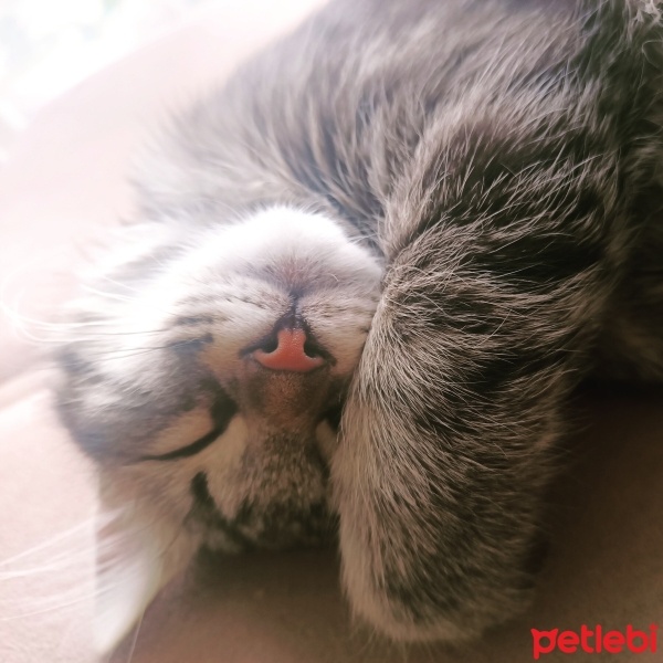 Norwegian Forest, Kedi  Sufle fotoğrafı