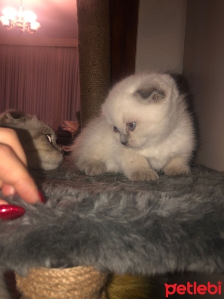 Scottish Fold, Kedi  Scottish fold fotoğrafı