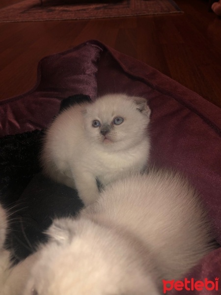 Scottish Fold, Kedi  Scottish fold fotoğrafı