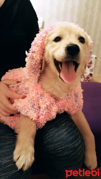 Golden Retriever, Köpek  Şila fotoğrafı