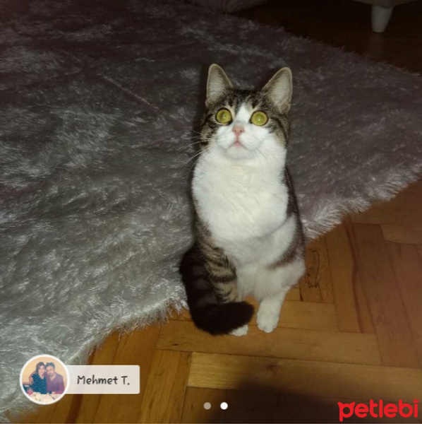 Tekir Kedi, Kedi  Tripot fotoğrafı