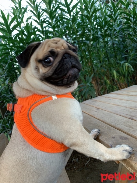 Pug, Köpek  Coco fotoğrafı