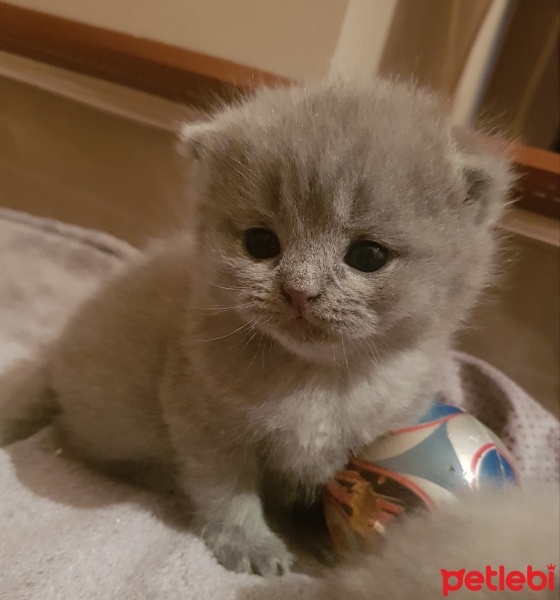 Scottish Fold, Kedi  Çiko fotoğrafı
